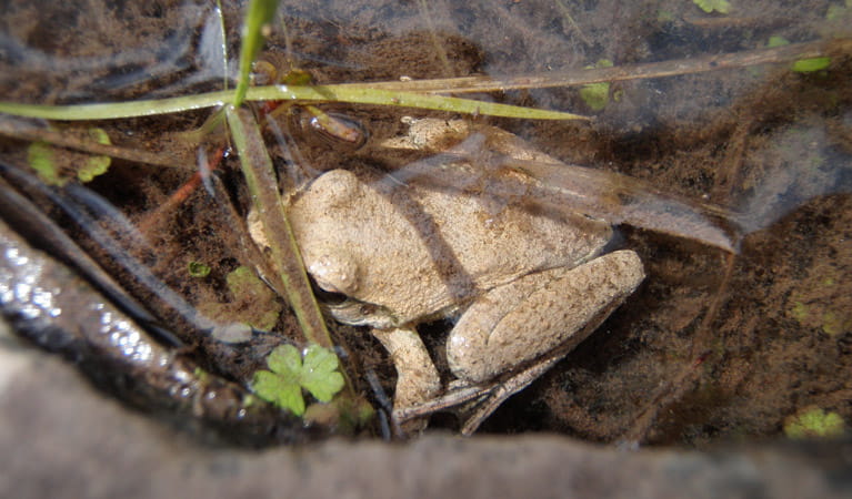 Booroolong Frog, Abercrombie National Park. Photo: NSW Government