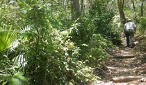 Bridle trail, Arakoon National Park. Photo: Debby McGerty &copy; OEH