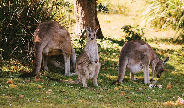 Eastern grey kangaroos in Arakoon National Park. Photo: David Finnegan/DPIE