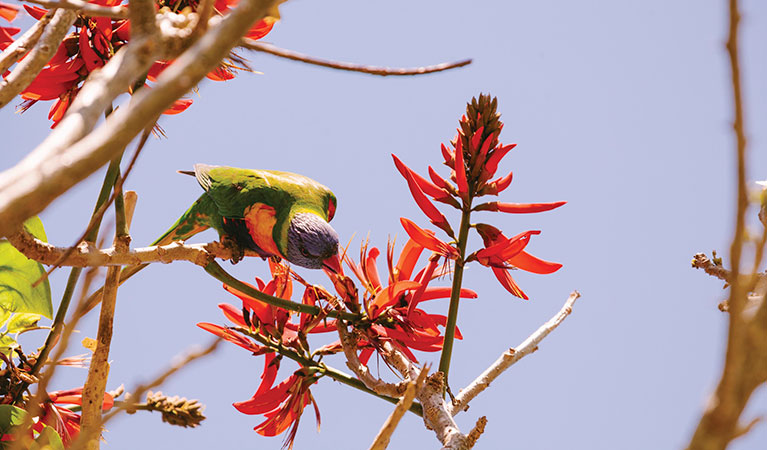 A rainbow lorikeet feeding on a flower in Arakoon National Park. Photo: David Finnegan/DPIE