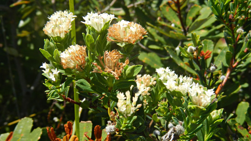 Native wildflowers, Arakoon National Park. Photo: Debby McGerty