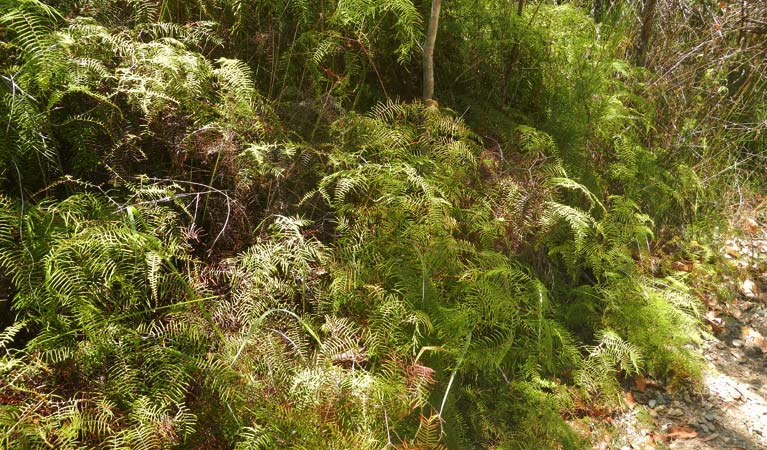 Plants along Powder Magazine track in Arakoon National Park. Photo: Debby McGerty &copy; OEH