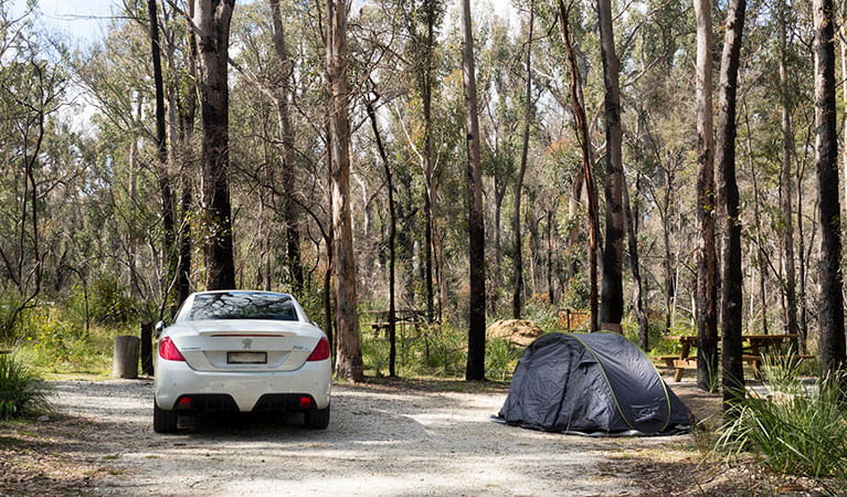 A car parked next to a pitched tent with bush in the background at Bald Rock campground and picnic area. Photo: Leah Pippos &copy; DPIE