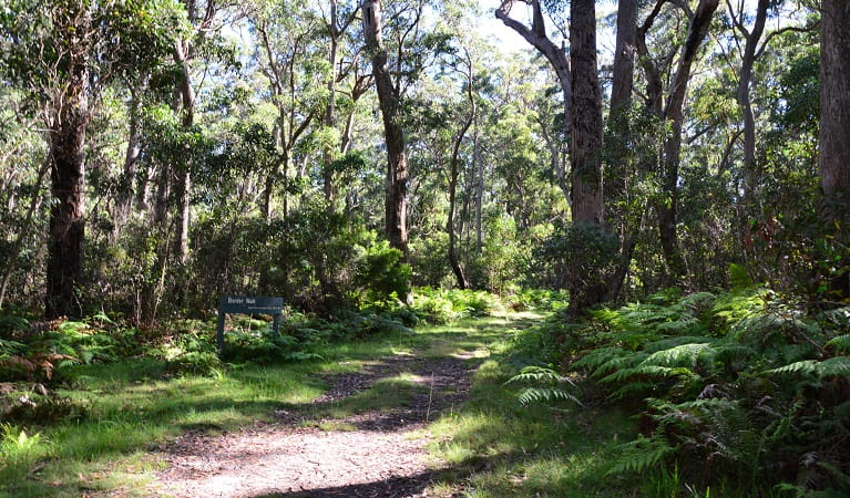 View of Border walk surrounded by lush woodlands, in Bald Rock National Park. Photo: Ann Richards