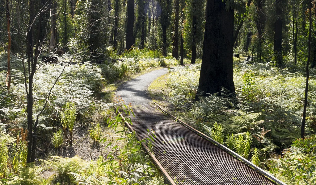 Beautiful old-growth forest on Bungoona walk in Bald Rock National Park. Photo: Leah Pippos &copy; DPE