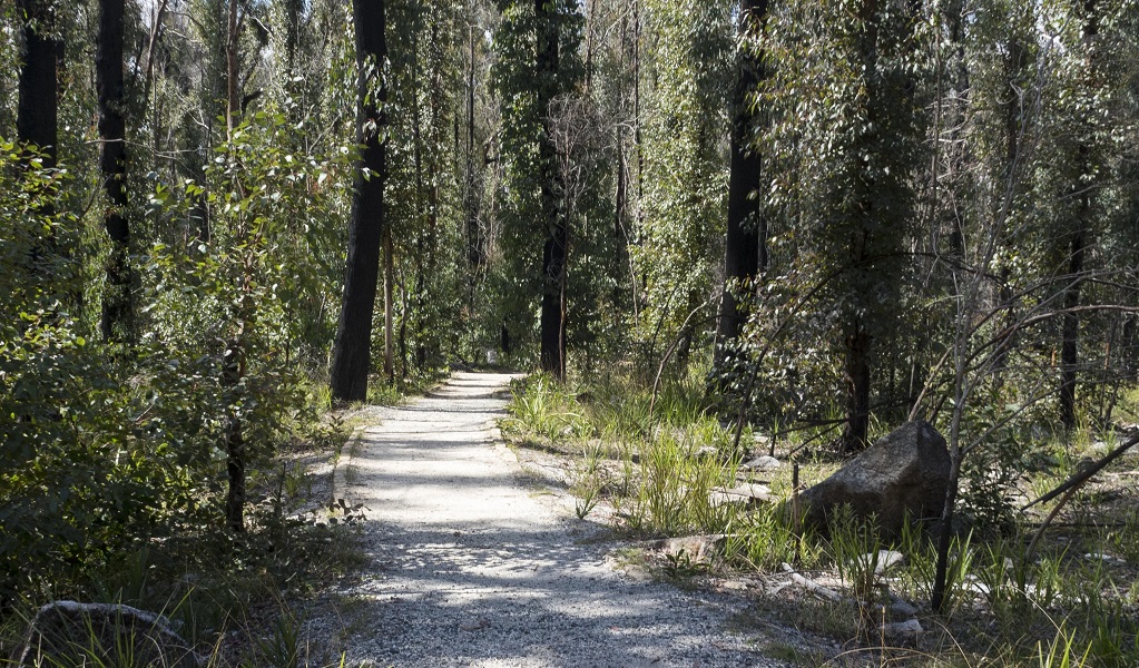 Ferny forest in Bald Rock National Park. Photo: Leah Pippos &copy; DPE