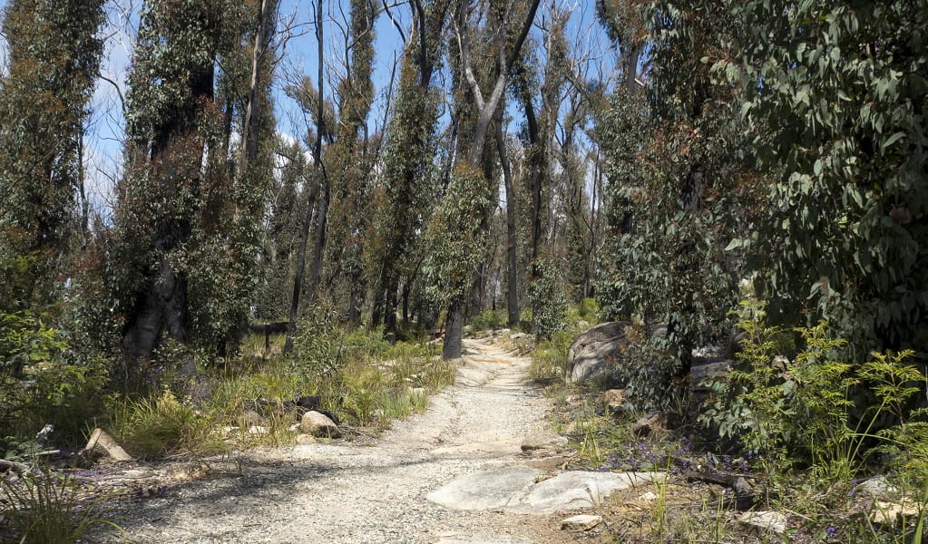 Gumtrees on granite country in Bald Rock National Park. Photo: Leah Pippos &copy; DPE