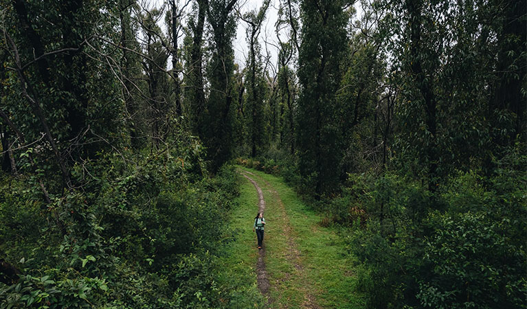 A visitor walks along Little Bald Rock walking track in Bald Rock National Park. Photo credit: Harrison Candlin &copy; Harrison Candlin