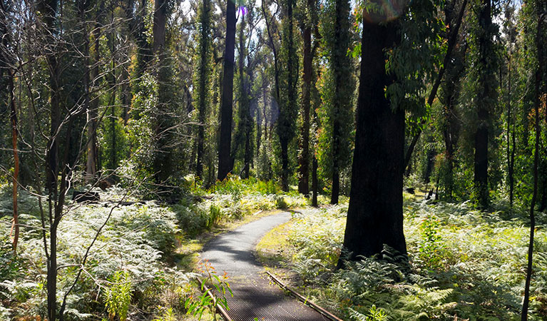 Bungoona walking track, Bald Rock National Park. Photo: Leah Pippos &copy; DPIE