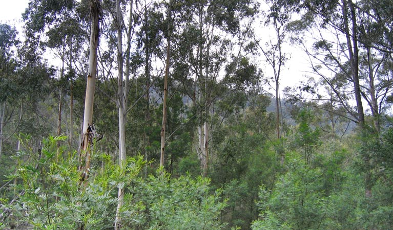 Bangadilly National Park. Photo: Phil Craven