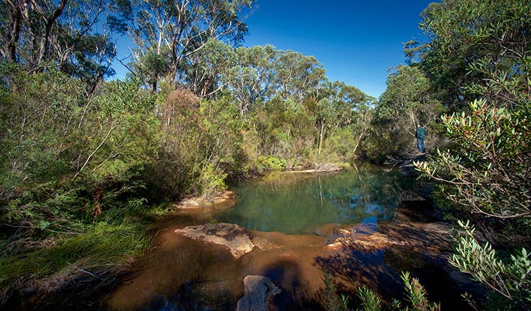 Bargo State Conservation Area. Photo: Nick Cubbin &copy; DPIE