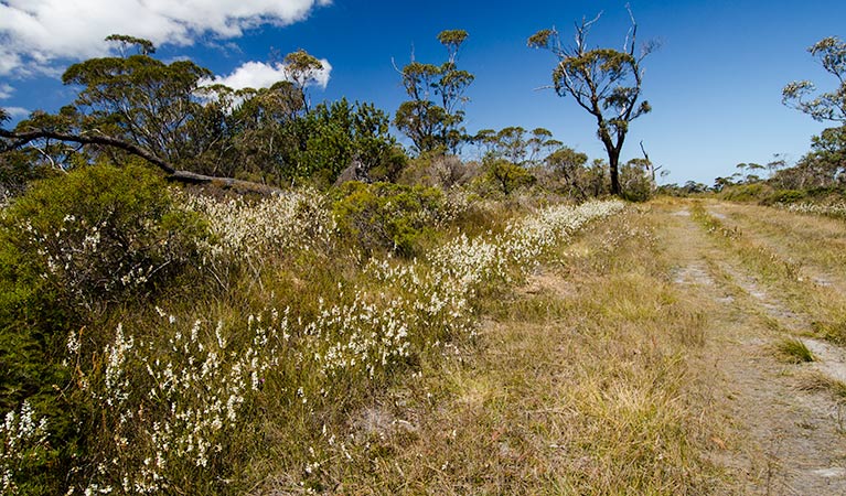 Cooks Nose lookout walk, Barren Grounds Nature Reserve. Photo: John Spencer &copy; OEH