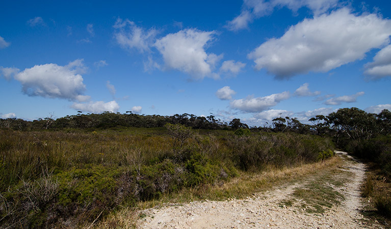 Griffiths trail, Barren Grounds Nature Reserve. Photo: John Spencer