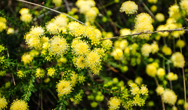 Griffiths trail, Barren Grounds Nature Reserve. Photo: John Spencer &copy; OEH