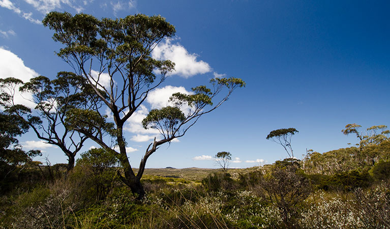 Griffiths trail, Barren Grounds Nature Reserve. Photo: John Spencer