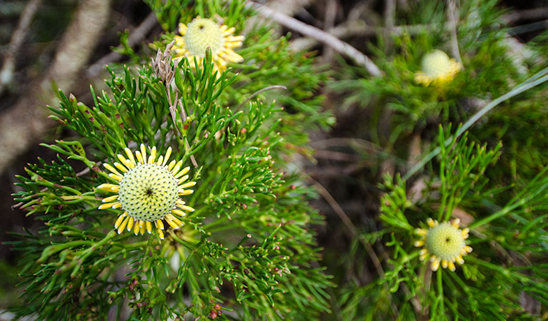 Illawarra lookout walk, Barren Grounds Nature Reserve. Photo: John Spencer &copy; OEH