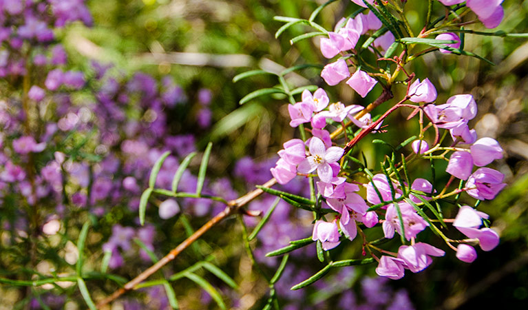 Barren Grounds Nature Reserve. Photo: John Spencer/NSW Government