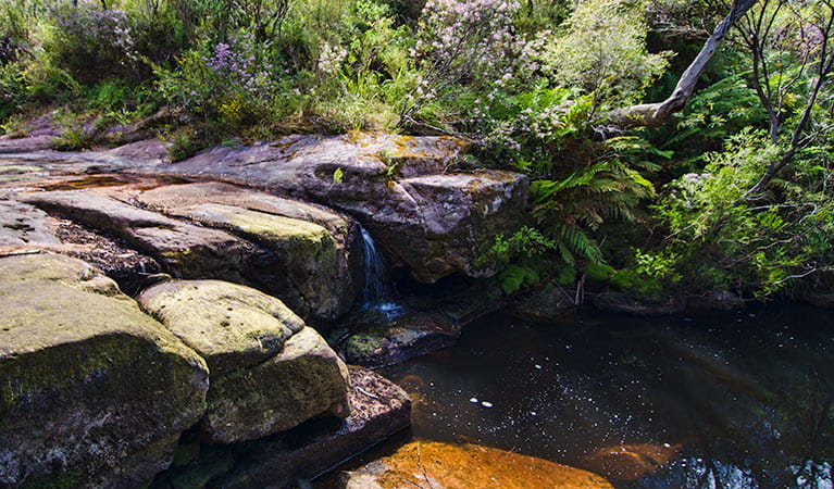 Barren Grounds Nature Reserve, Stone Bridge. Photo: John Spencer/NSW Government