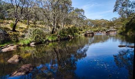 Aeroplane Hill trail, Barrington Tops National Park. Photo: John Spencer &copy; OEH