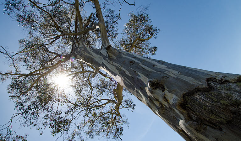 Aeroplane Hill trail, Barrington Tops National Park. Photo: John Spencer &copy; OEH