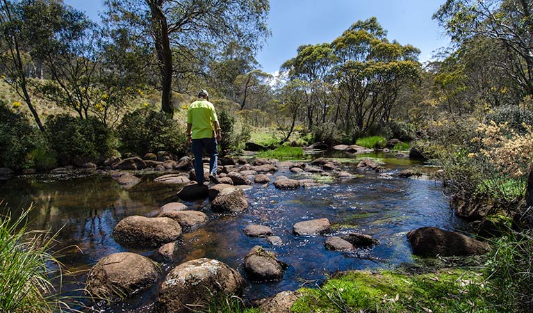 Aeroplane Hill trail, Barrington Tops National Park. Photo: John Spencer &copy; OEH