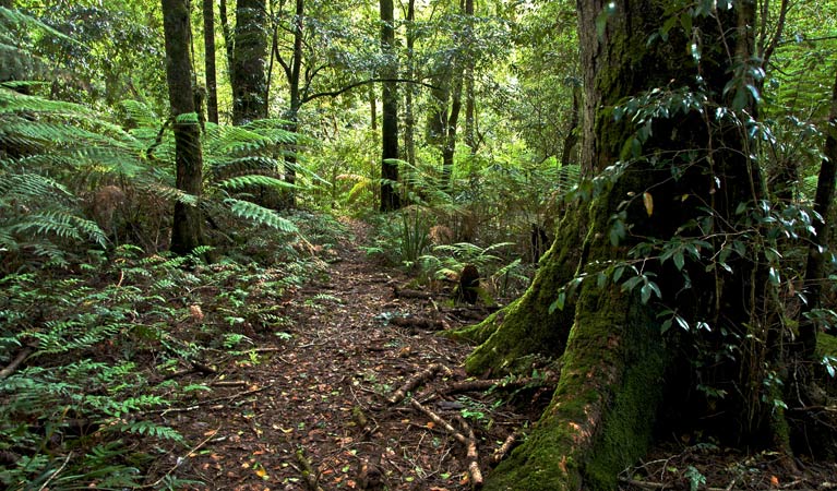 Antarctic Beech Forest track, Barrington Tops National Park. Photo: John Spencer &copy; OEH