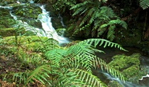 Antarctic Beech Forest track, Barrington Tops National Park. Photo: John Spencer &copy; OEH