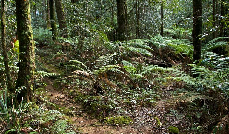 Antarctic Beech Forest track, Barrington Tops National Park. Photo: John Spencer &copy; OEH