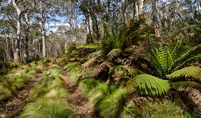 Fern-lined forest track along Barrington 4WD trail in Barrington National Park. Photo: John Spencer/OEH