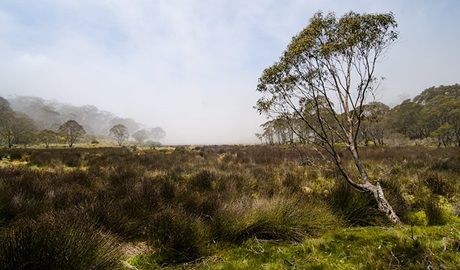 Black Swamp campground, Barrington Tops National Park. Photo: John Spencer/NSW Government