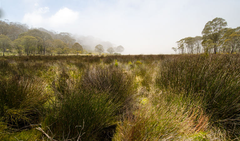 Black Swamp campground, Barrington Tops National Park. Photo: John Spencer/NSW Government