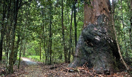 Blue Gum Loop track, Barrington Tops National Park. Photo: John Spencer &copy; OEH