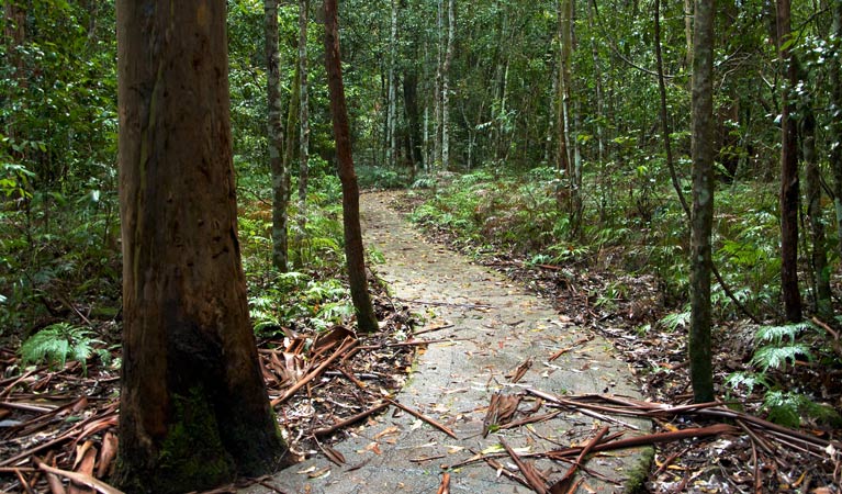 Blue Gum Loop track, Barrington Tops National Park. Photo: John Spencer &copy; OEH