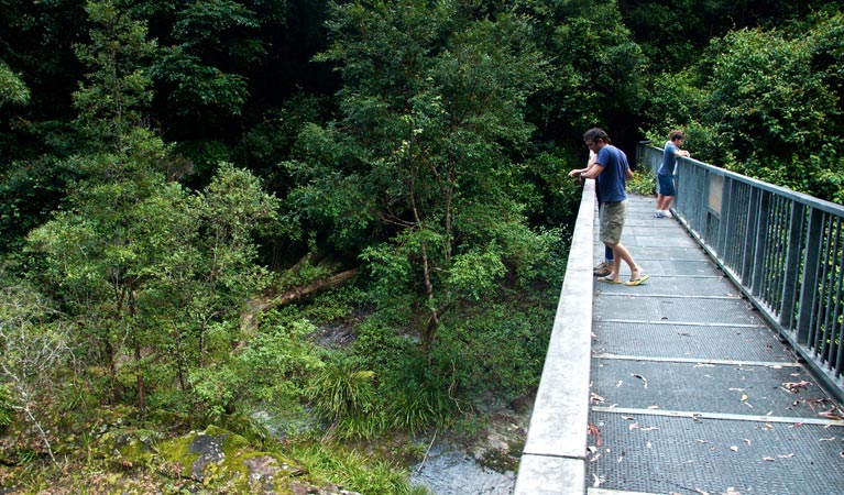 Blue Gum Loop track, Barrington Tops National Park. Photo: John Spencer &copy; OEH