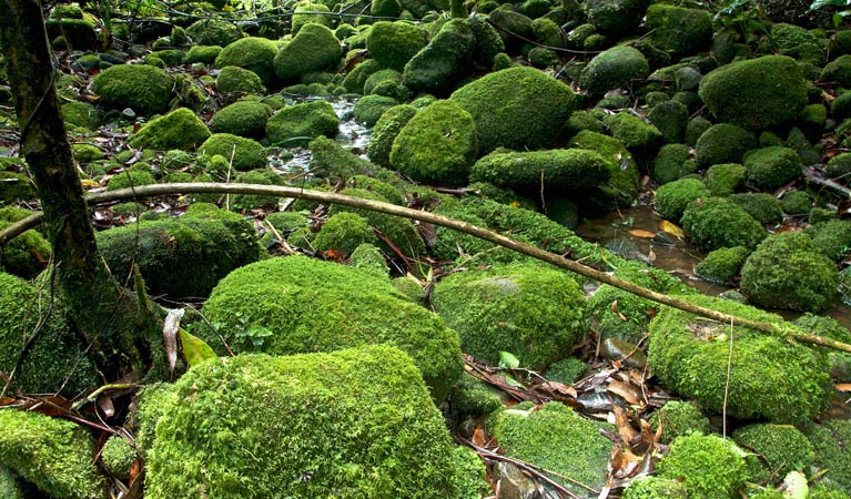 Blue Gum Loop track, Barrington Tops National Park. Photo: John Spencer &copy; OEH