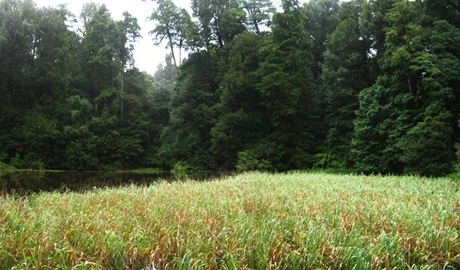 Burraga Swamp track, Barrington Tops National Park. Photo &copy; Sean Thompson