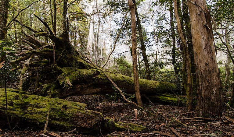 Careys Peak trail, Barrington Tops National Park. Photo: John Spencer &copy; OEH