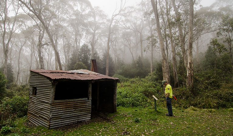 Careys Peak trail, Barrington Tops National Park. Photo: John Spencer/NSW Government