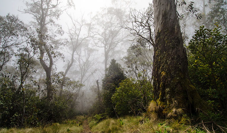 Careys Peak trail, Barrington Tops National Park. Photo: John Spencer/NSW Government