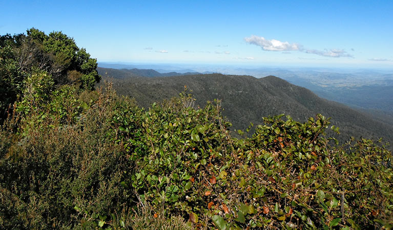 Careys Peak trail, Barrington Tops National Park. Photo: John Spencer/NSW Government