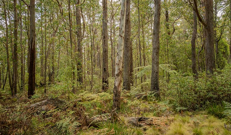 Dense forest near Cobark Park picnic area in Barrington Tops National Park. Photo: John Spencer &copy; DPIE