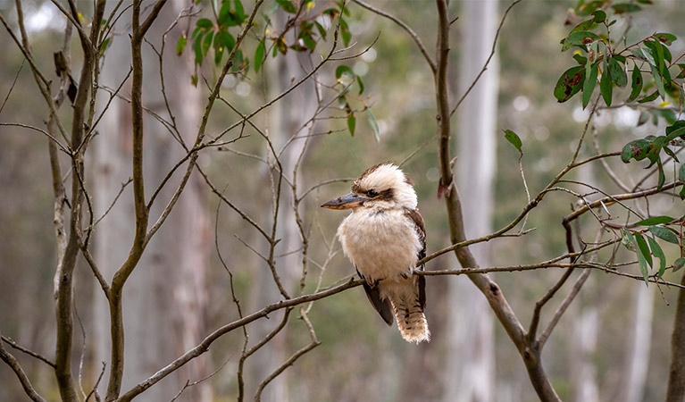 A kookaburra on a eucalypt branch in Barrington Tops National Park. Photo: John Spencer &copy; DPIE