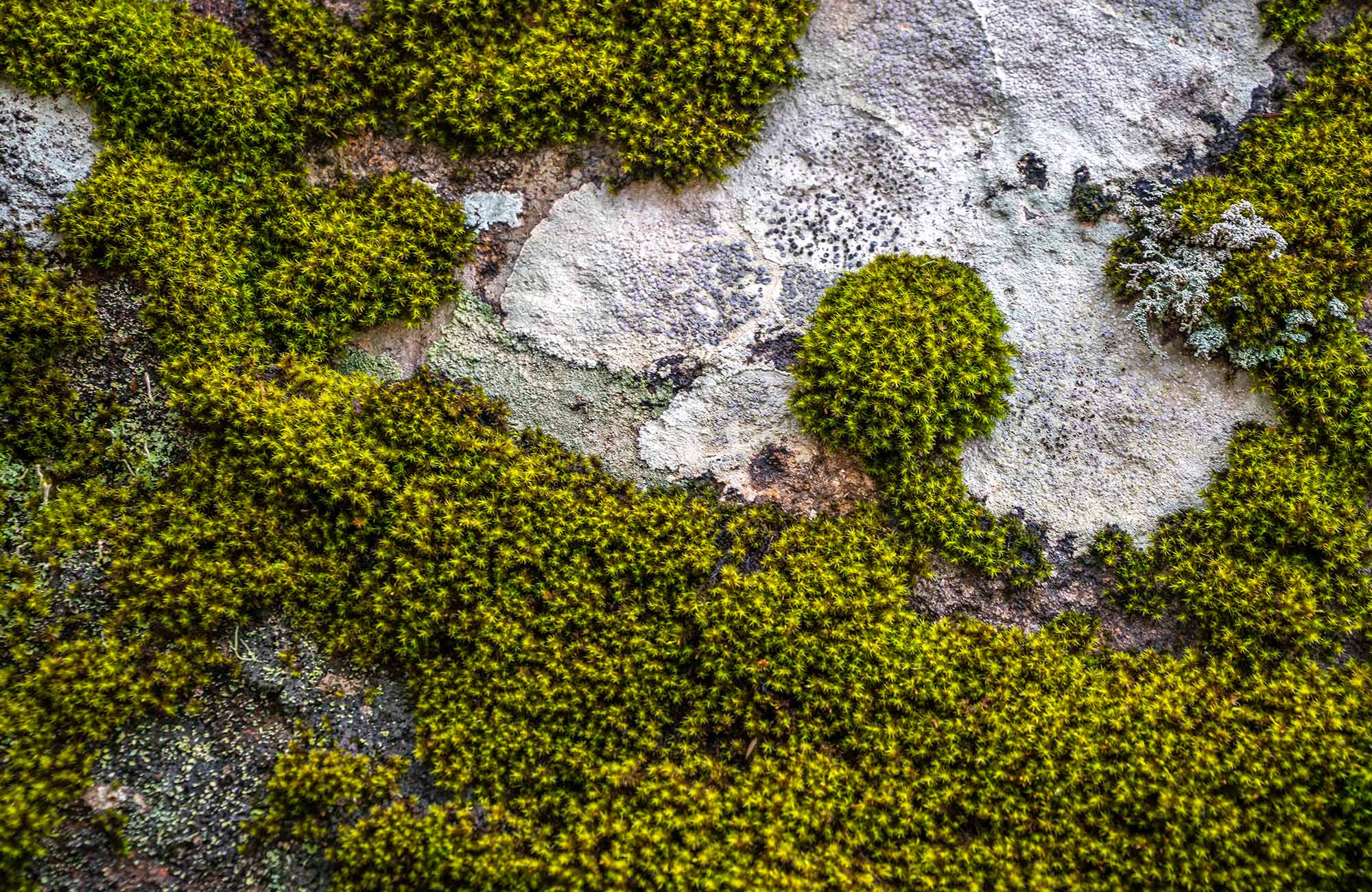 Moss on rocks in Barrington Tops National Park. Photo: John Spencer &copy; DPIE