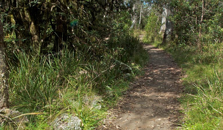 Devils Hole lookout walk, Barrington Tops National Park. Photo: John Spencer