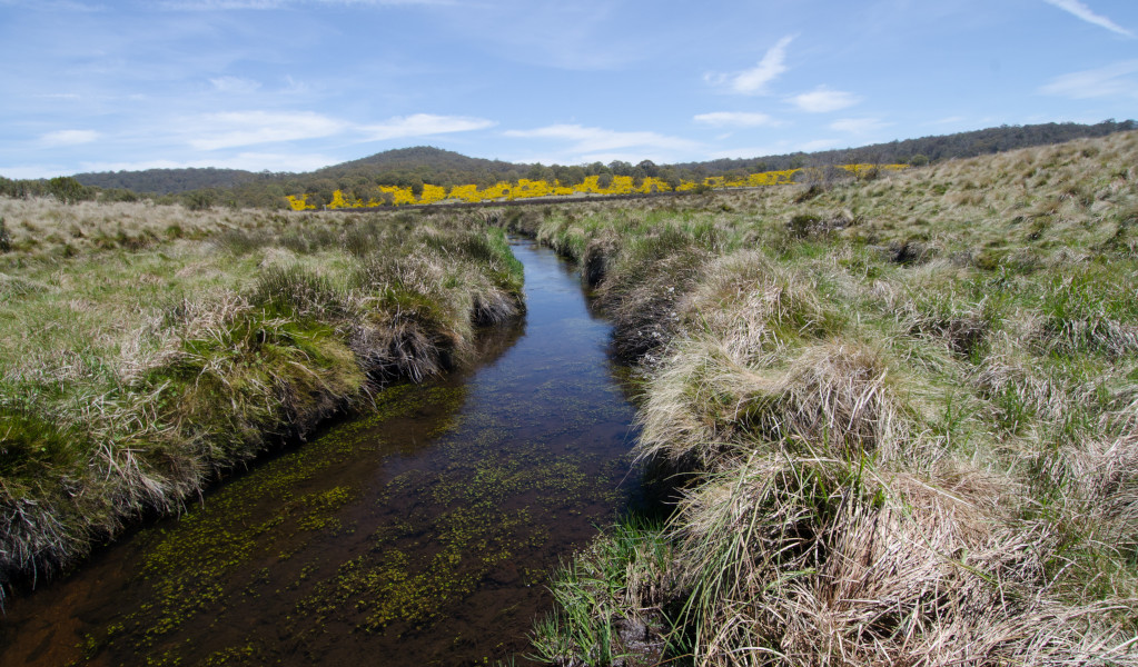 Upper reaches of Barrington River. Photo: John Spencer &copy; DPIE