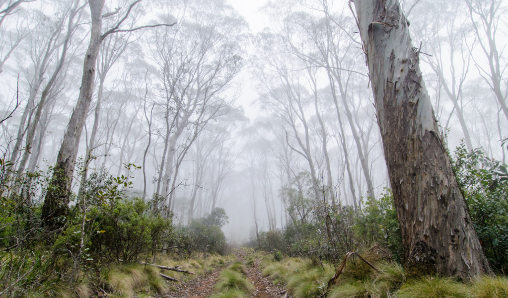 Track through snow gums in Barrington Tops National Park. Photo: John Spencer &copy; DPIE