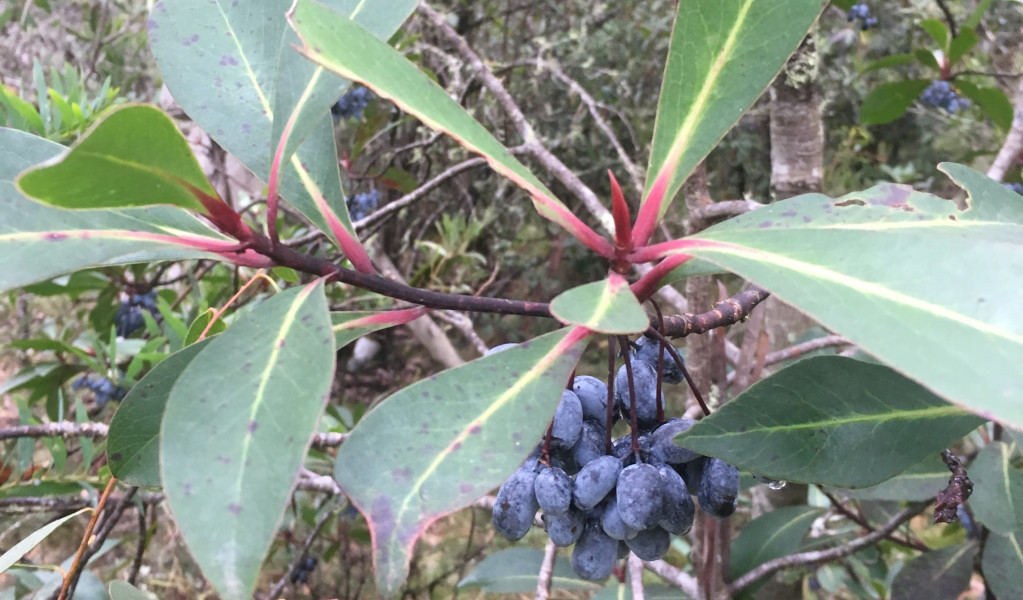 Broad-leaved Pepperbush in Barrington Tops National Park. Photo &copy; Adam Fawcett