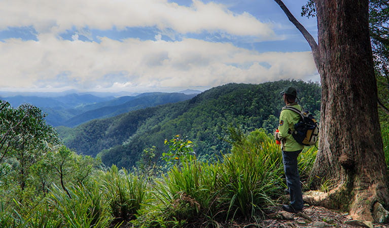 A man looking out at the view from Gloucester Falls walking track in Barrington Tops National Park. Photo: John Spencer/NSW Government