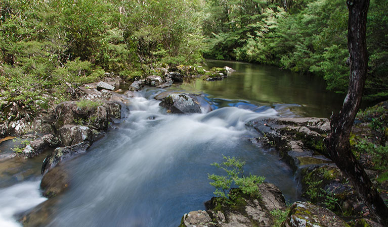 The start of the Gloucester Falls on Gloucester Falls walking track in Barrington Tops National Park. Photo: John Spencer/NSW Government