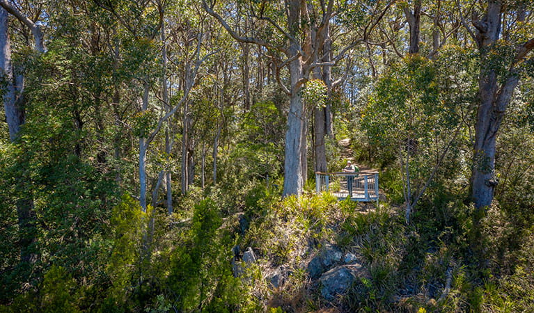 A lookout platform surrounded by woodland along Gloucester Falls walking track in Barrington Tops National Park. Photo: John Spencer/DPIE